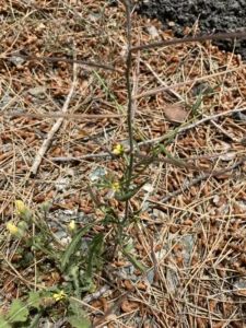 Sisymbrium orientale