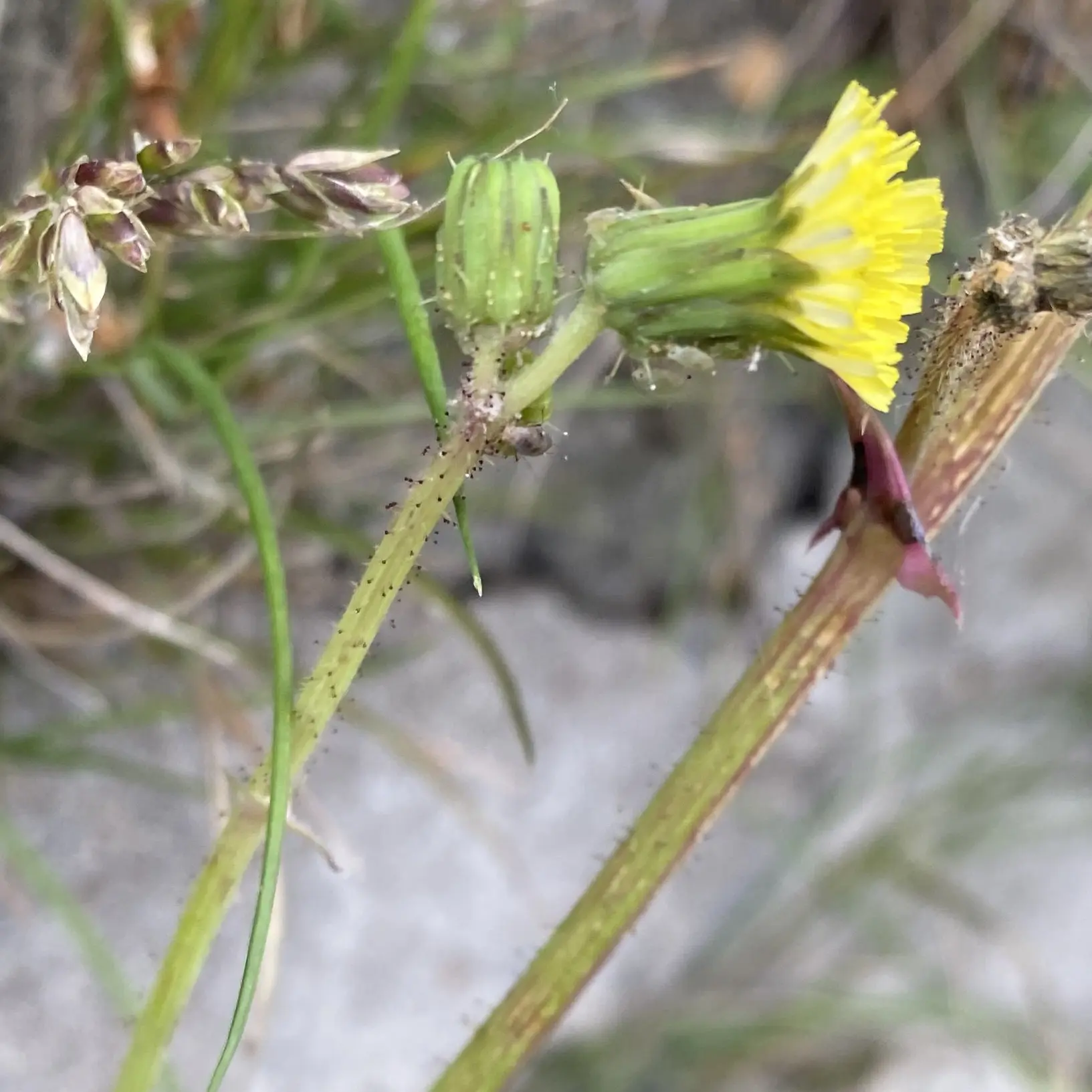 Sonchus asper subsp. asper