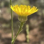 Tolpis virgata subsp. virgata