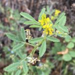 Trigonella spicata Young flowers