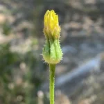 Urospermum picroides