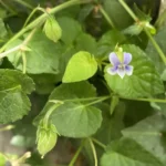Viola sieheana acute sepals