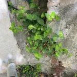 Viola sieheana plant on a wall