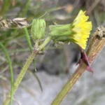 Sonchus asper subsp. asper stipitate-glandular hairs on peduncle