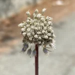 Allium willeanum
