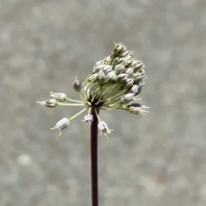 Allium willeanum dense but not as dentiferum