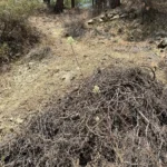 Allium willeanum height