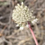 Allium willeanum mature flower head