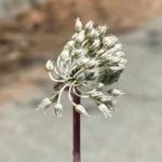 Allium willeanum purple stem