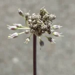 Allium willeanum purplish midrib