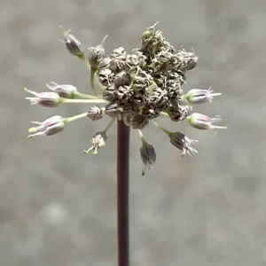 Allium willeanum purplish midrib