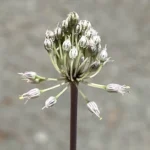 Allium willeanum stamens distinctly exserted