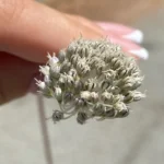 Allium willeanum umbel size