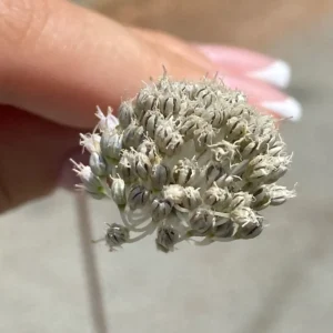 Allium willeanum umbel size