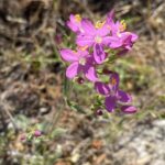 Centaurium erythraea subsp. rhodense