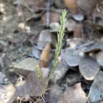 Crucianella imbricata