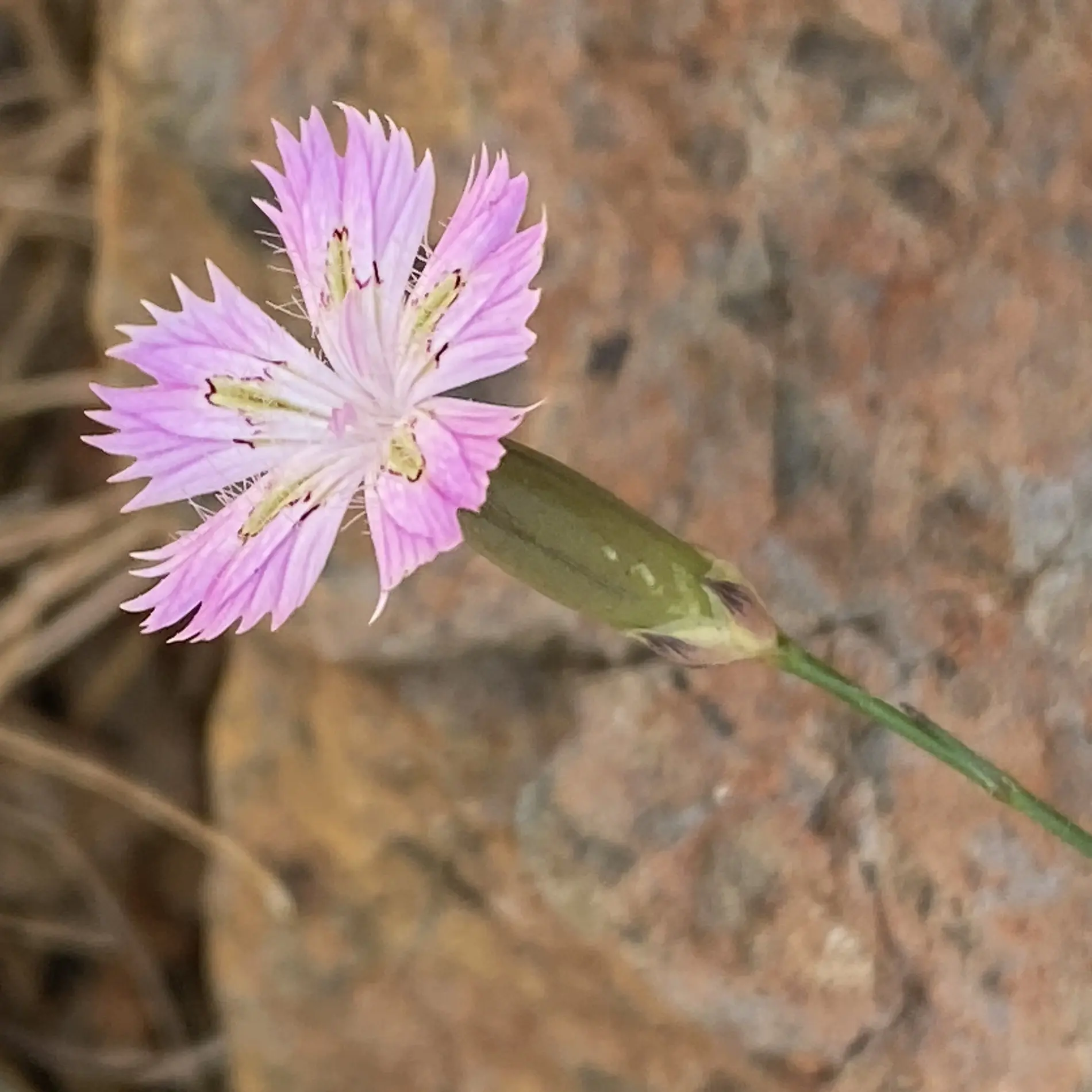 Dianthus strictus subsp. troodi