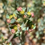 Euphorbia cassia subsp. rigoi