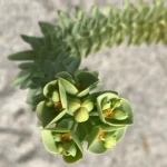 Euphorbia paralias