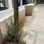 Lactuca serriola plant exceeding 1 meter