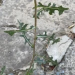 Lactuca serriola prickly stem base