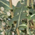 Lactuca serriola undersurface of leaf-midrib prickly