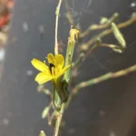Lactuca viminea