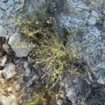 Origanum majorana habitat