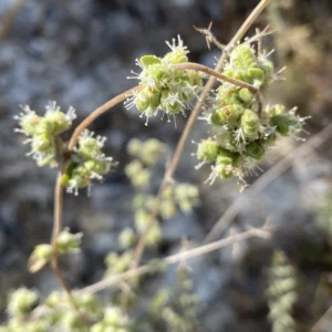 Origanum majorana inflorescence