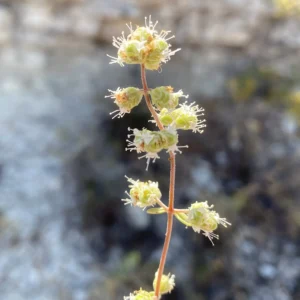 Origanum majorana inflorescence