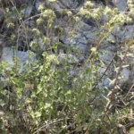 Origanum majorana leaves