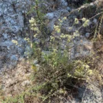 Origanum majorana plant