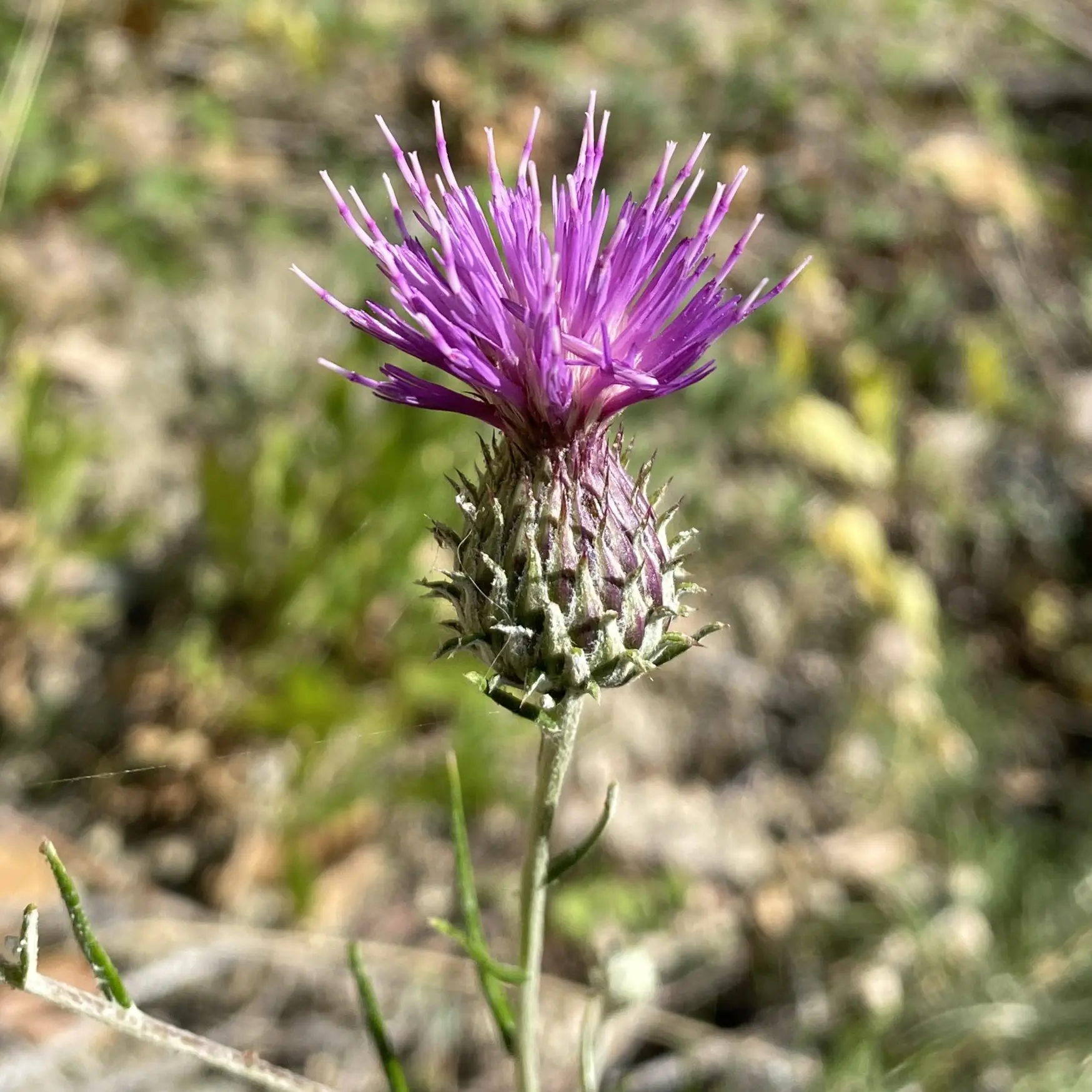 Ptilostemon chamaepeuce var. cyprius