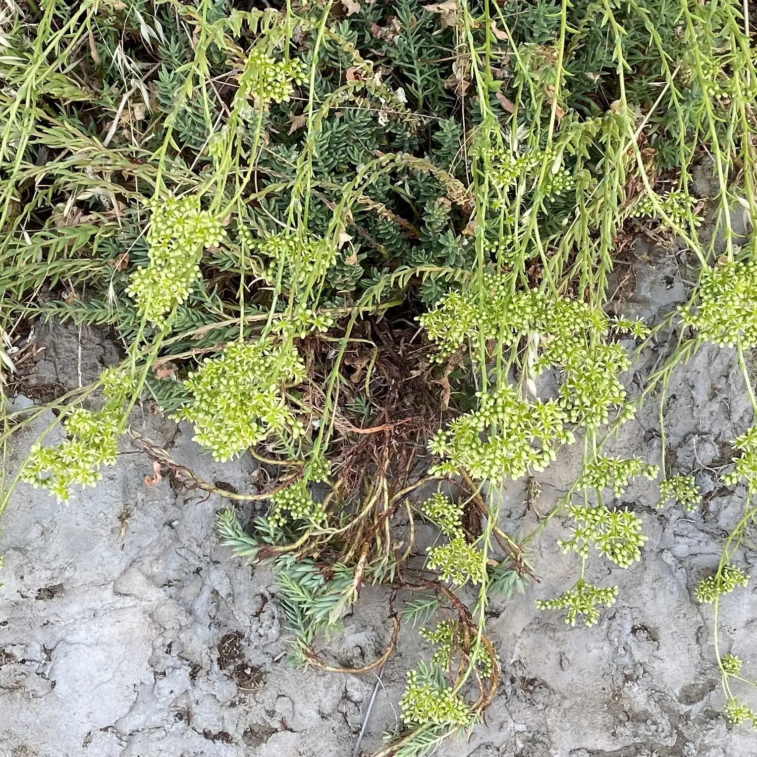 Sedum sediforme