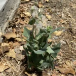 Sonchus asper subsp. glaucescens