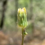 Sonchus asper subsp. glaucescens bracts