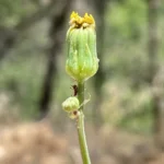 Sonchus asper subsp. glaucescens glabrous bracts
