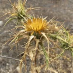 Carlina libanotica