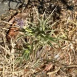 Carthamus dentatus subsp. ruber