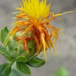 Carthamus tinctorius spineless