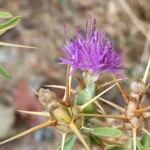 Centaurea calcitrapa subsp. calcitrapa