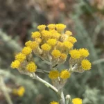 Helichrysum italicum subsp. italicum