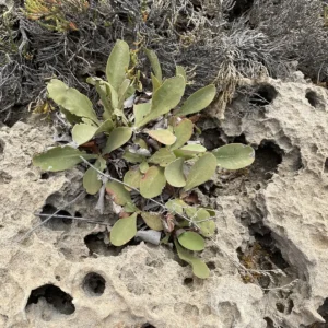 Limonium meyeri baby plants