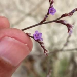 Limonium meyeri flower size