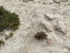 Limonium meyeri plant after flowering period