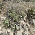 Limonium meyeri plants after flowering period