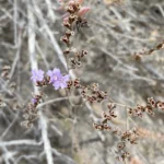 Limonium virgatum