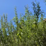 Mentha longifolia subsp. cyprica tall plants