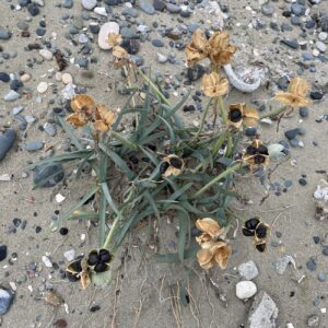 Pancratium maritimum at Lady's Mile in December