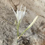 Pancratium maritimum